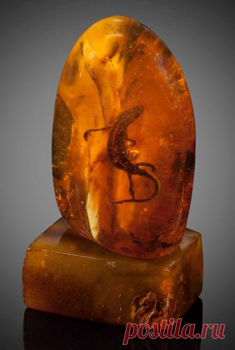 bijoux-et-mineraux:
“Lizard in Baltic Amber (Eocene)
”