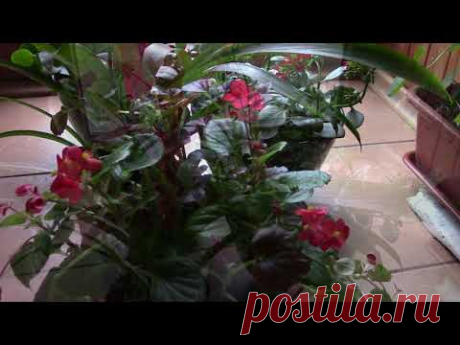 Цветущие растения и удобрения. Какие удобрения подходят?!