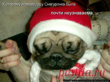 Котоматрица - Старый Новый год