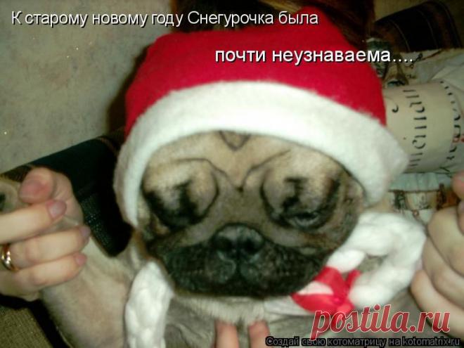 Котоматрица - Старый Новый год