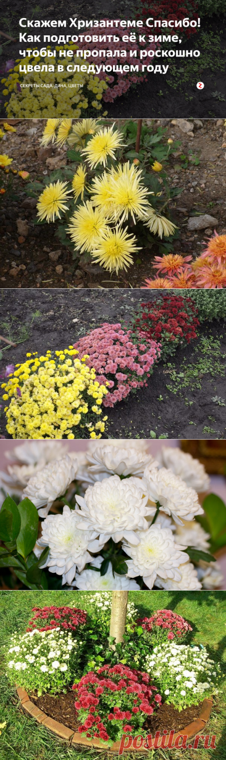 Скажем Хризантеме Спасибо! Как подготовить её к зиме, чтобы не пропала и роскошно цвела в следующем году | Секреты сада. Дача, цветы | Яндекс Дзен