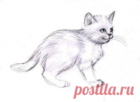 Рисуем котенка