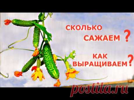 Почему ОГУРЦЫ НЕ БОЛЕЮТ до поздней осени?