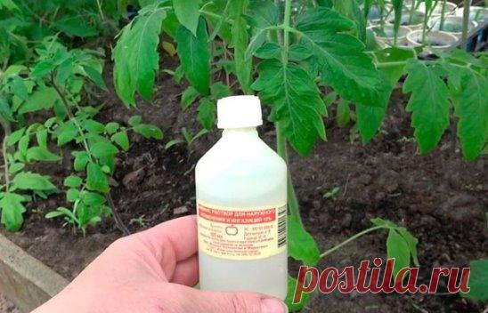 СКОРО ДАЧНЫЙ СЕЗОН, ДАЧА ЭТО ЗОЖ 🏻