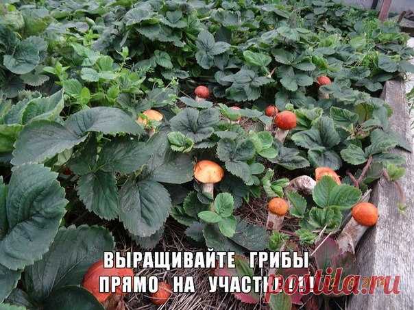 ВО САДУ ЛИ, В ОГОРОДЕ - с любовью к земле
