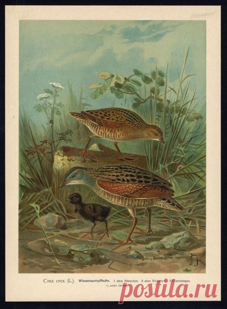 Antique Bird Print Corn Crake Wiesensumpfhuhn Plate VII 15 Naumann 1896 | eBay