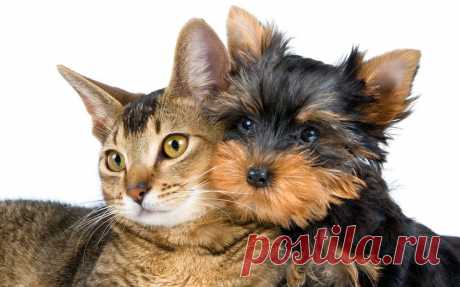 Обои кошка, собака на рабочий стол | 96596