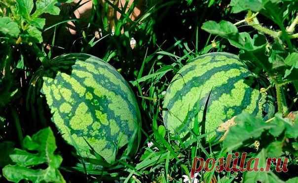 ЧТОБЫ УРОЖАЙ АРБУЗОВ БЫЛ ХОРОШИЙ