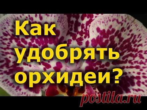Секреты выращивания орхидей - как удобрять?