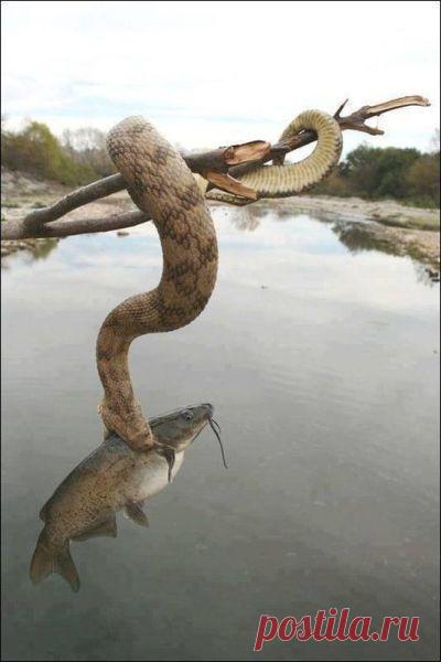 Нирвана | Обхохочешься