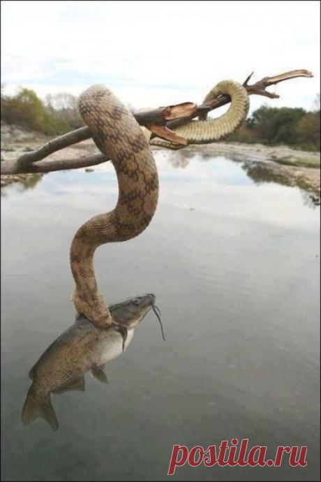 Нирвана | Обхохочешься