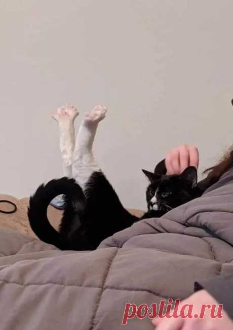 За позитивом: любуемся на фотки котиков, берущих от жизни всё | Ilike.pet | Яндекс Дзен