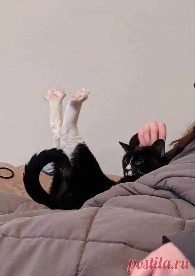 За позитивом: любуемся на фотки котиков, берущих от жизни всё | Ilike.pet | Яндекс Дзен