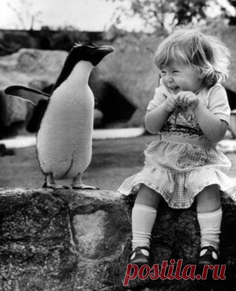 Маленькая девочка в первый раз увидела пингвина.