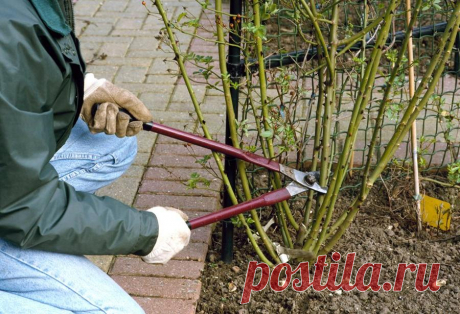 Чтобы на следующий сезон розы радовали своим цветением, нужно сделать правильную обрезку осенью