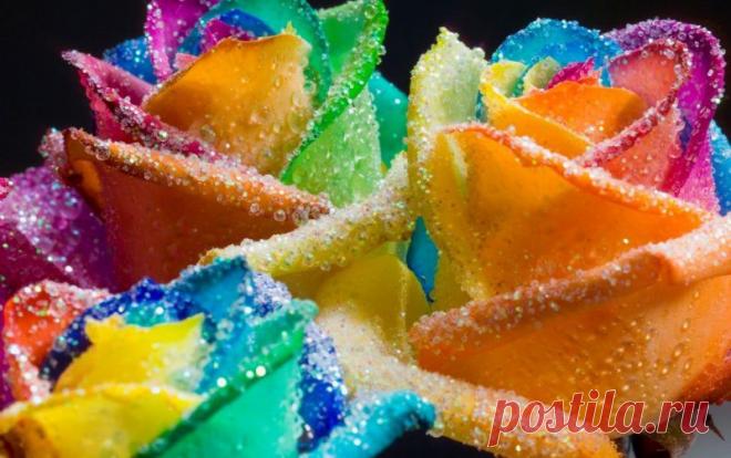 Радужные розы Питера Варкена!.