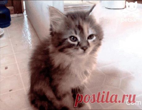 12 Cute Cat Gifs To Start Your Day - Bored!