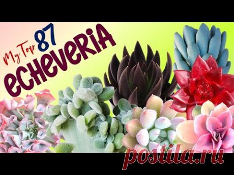 MY TOP 87 ECHEVERIA SPECIES | HERB STORIES