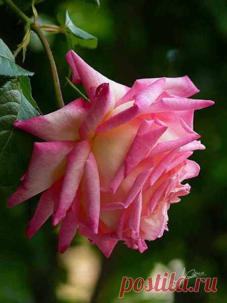 roza