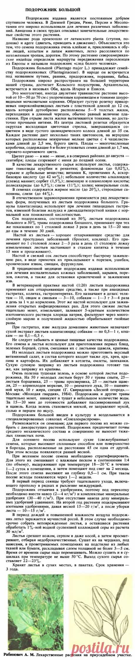 Подорожник большой