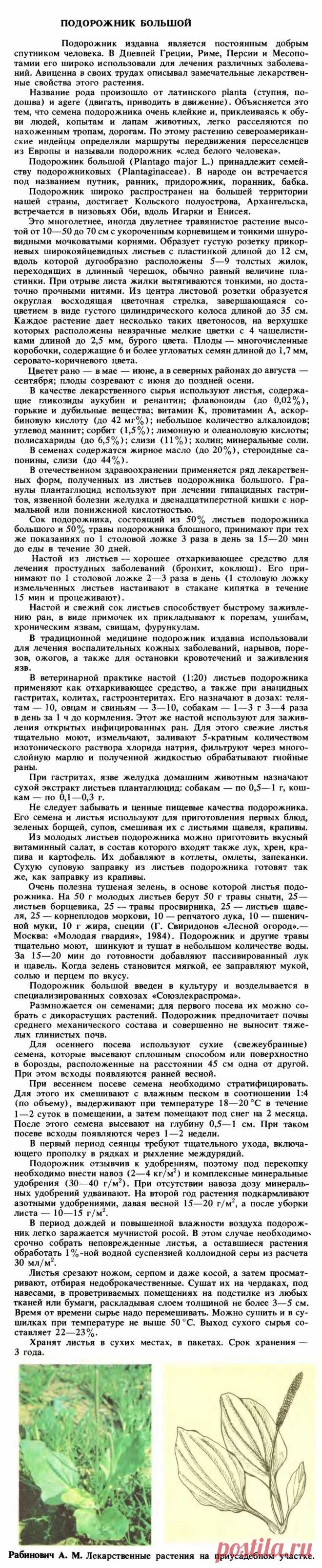 Подорожник большой