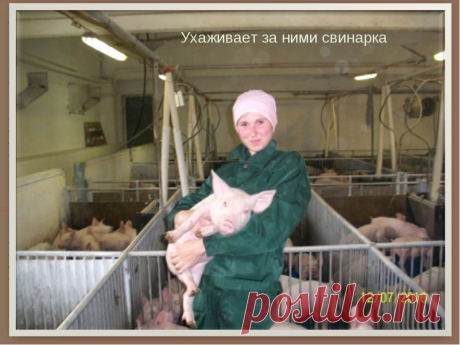 СВИНЬИ ЖИВУТ В СВИНАРНИКЕ