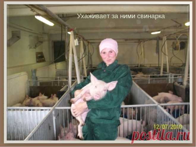 СВИНЬИ ЖИВУТ В СВИНАРНИКЕ