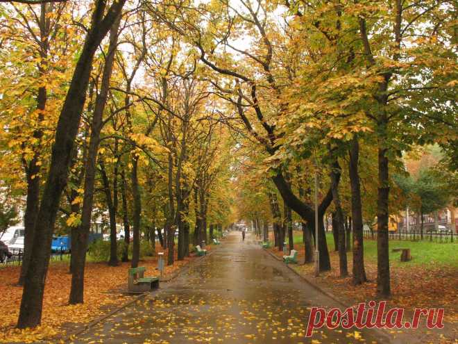 Аллея проспекта Карла Маркса.