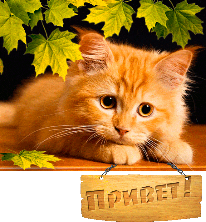 Рыжий котёнок с приветом