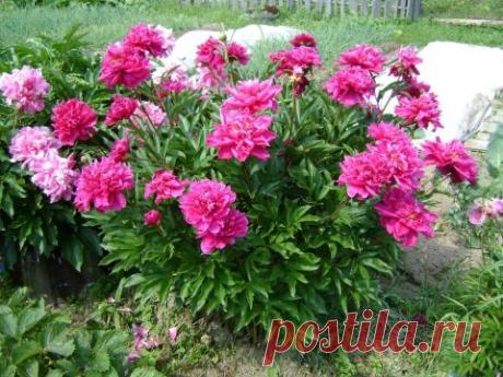 Пришла весна! Пора рассаживать пионы!