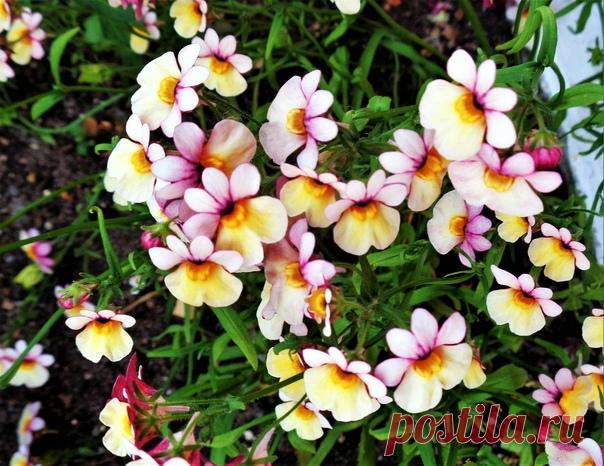 Немезия на клумбе)))🏵😊☀