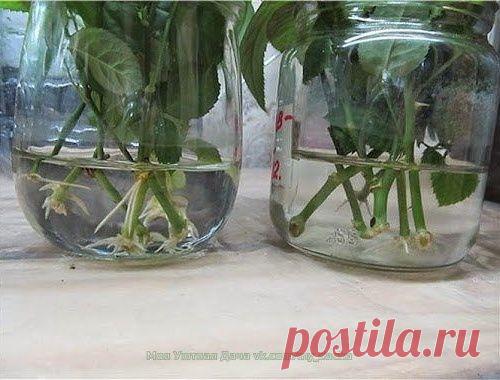 НАТУРАЛЬНЫЕ СТИМУЛЯТОРЫ ОБРАЗОВАНИЯ КОРНЕЙ