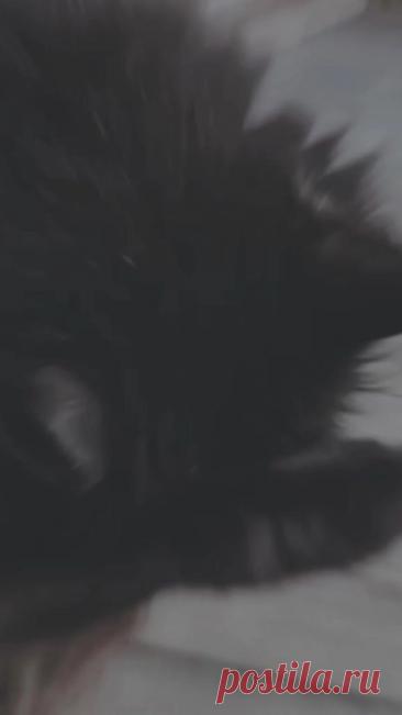 #고양이 #cat #catsoftiktok #slideshow #snowapp #кот #котик #котэ — Wibes #고양이 #cat #catsoftiktok #slideshow #snowapp #кот #котик #котэ