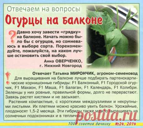 Огурцы на балконе