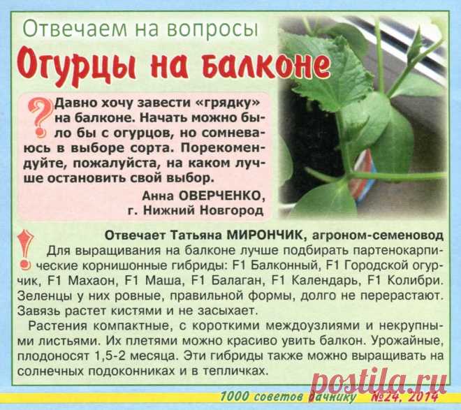 Огурцы на балконе