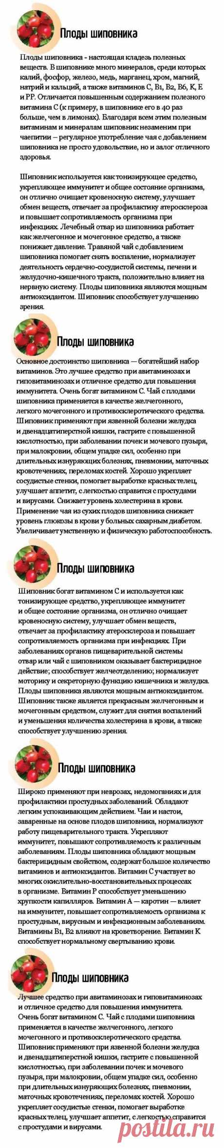 Шиповник плоды - лечебные свойства