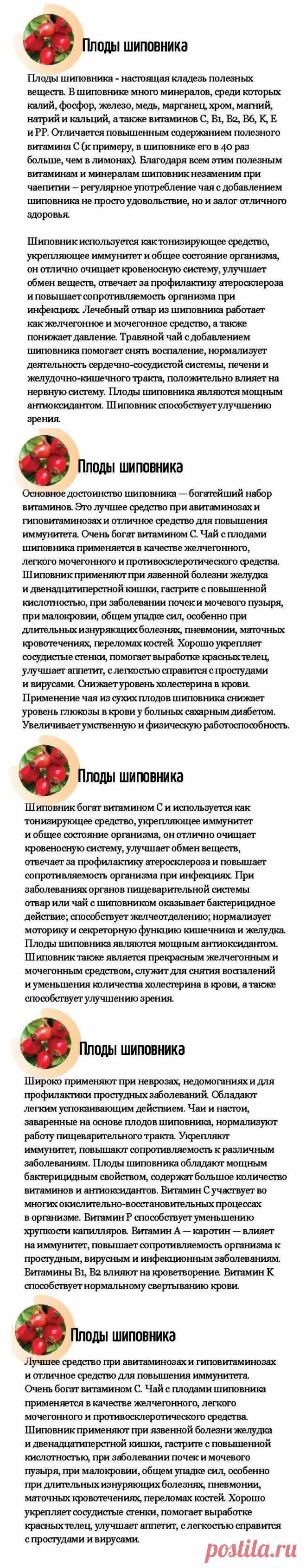 Шиповник плоды - лечебные свойства
