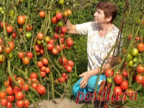 Д-б царский и пасынкование.MOV