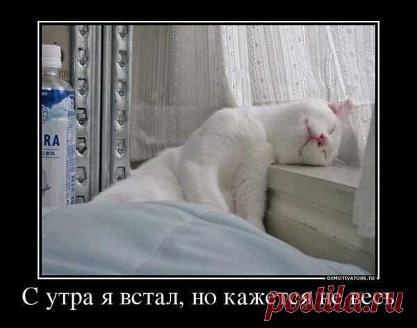 коты