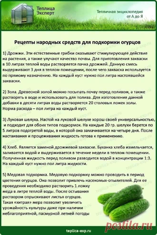 Рецепты народных средств для подкормки огурцов