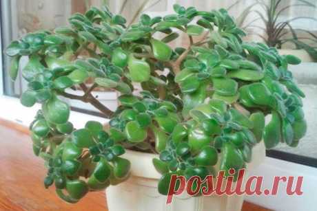 КРАСОТА И ЗДОРОВЬЕ | Записи в рубрике КРАСОТА И ЗДОРОВЬЕ | Сообщество Я - МАСТЕРИЦА