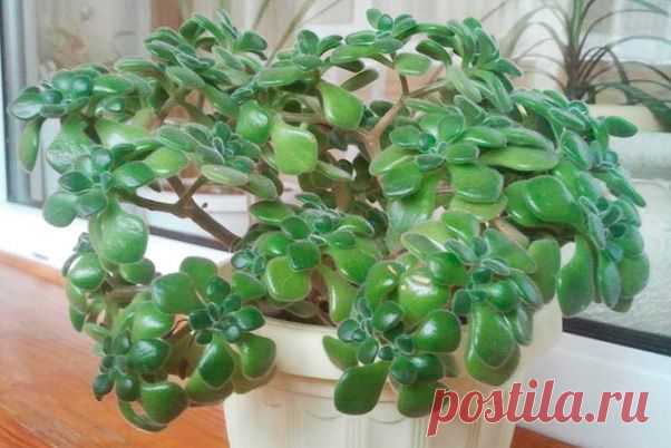 КРАСОТА И ЗДОРОВЬЕ | Записи в рубрике КРАСОТА И ЗДОРОВЬЕ | Сообщество Я - МАСТЕРИЦА