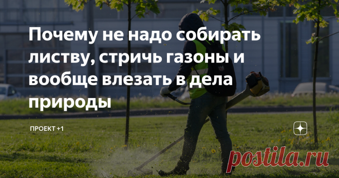Почему не надо собирать листву, стричь газоны и вообще влезать в дела природы Статья автора «Проект +1» в Дзене ✍: Каждую весну в российских городах коммунальщики берутся за грабли, пилы и газонокосилки, чтобы навести красоту.