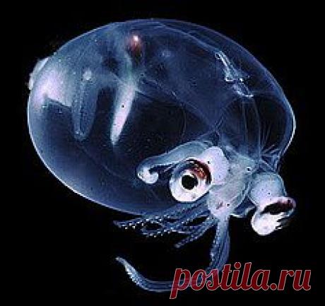 красные волны