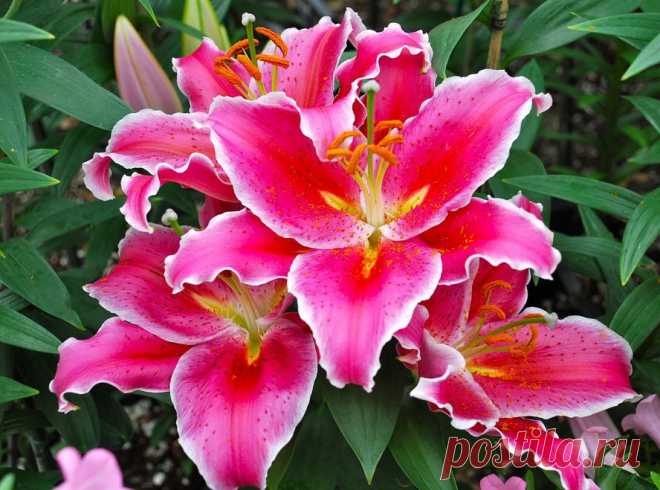 Lilium1.jpg (888×659)