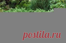 Ароматный можжевельник на даче — 6 соток