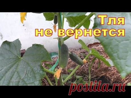 Только прыснул и вся тля с муравьями пали замертво! Лучшие средства от тли в саду и огороде!