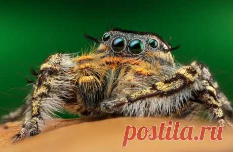 wonder, Male Phidippus comatus handheld stack, burst mode with godox battery pack