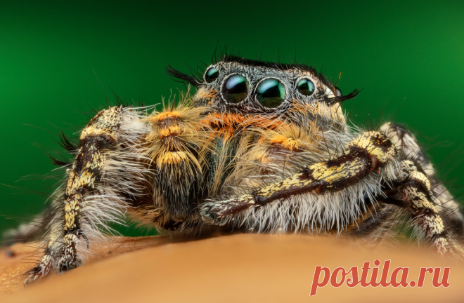 wonder, Male Phidippus comatus handheld stack, burst mode with godox battery pack