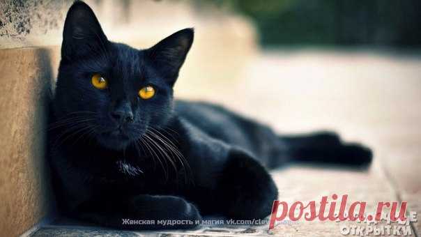 Народные поверья, связанные с котами